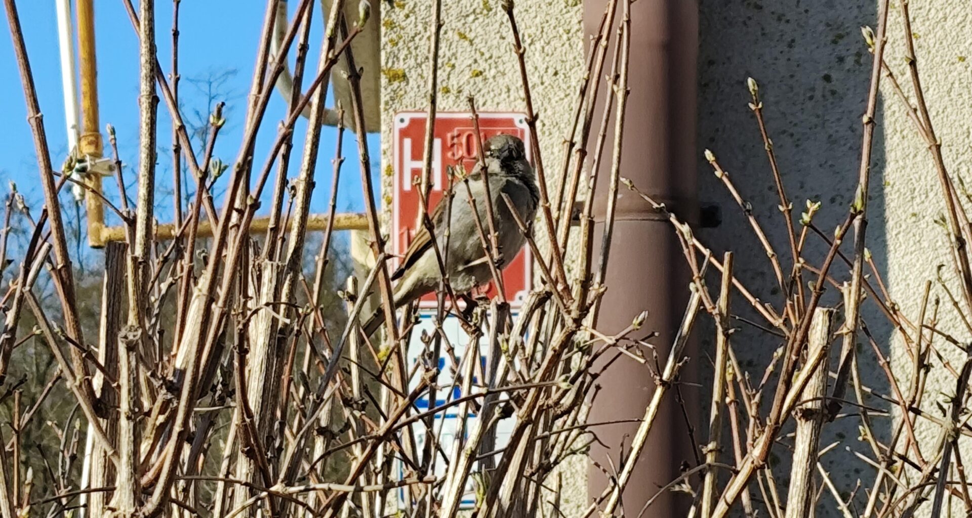 Poranny wróbelek, łapkujcie nie ma czasu na wyjaśnienia