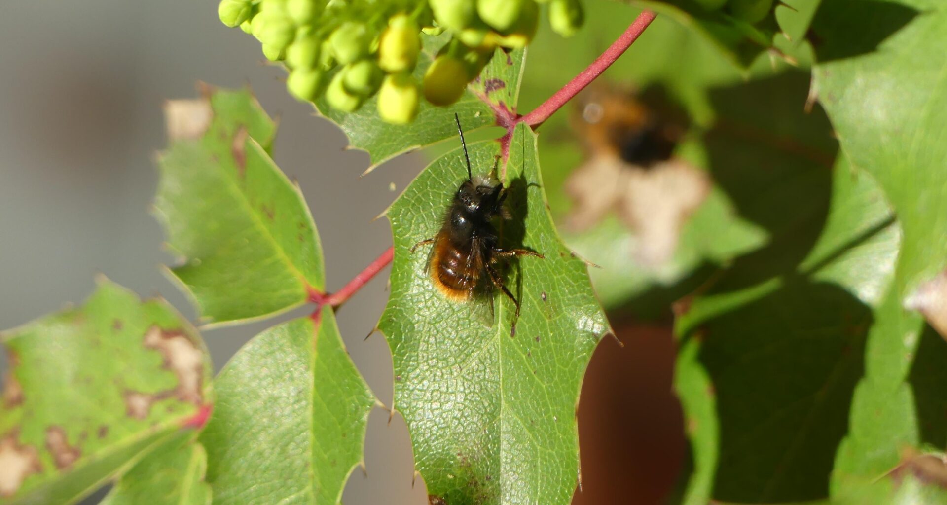Gehörnte Mauerbiene