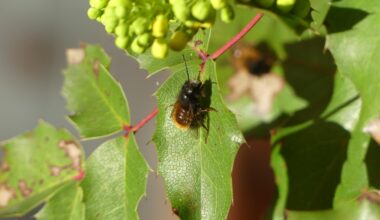 Gehörnte Mauerbiene