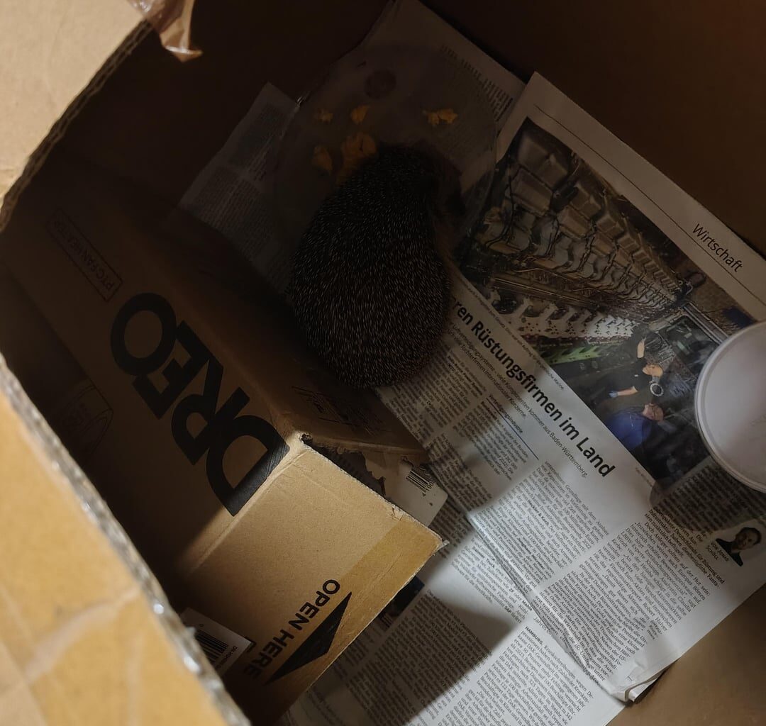 Der verletzte Igel ist gesichert, futtert auch schon fleißig und hat eventuell auch schon getrunken (oder ist drübergelatscht). Morgen kommt er zur Wildtierrettung. Ich habe auch noch ein detaillierteres Bild vom Auge gemacht, sieht schon nach Verletzung aus.