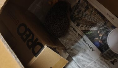 Der verletzte Igel ist gesichert, futtert auch schon fleißig und hat eventuell auch schon getrunken (oder ist drübergelatscht). Morgen kommt er zur Wildtierrettung. Ich habe auch noch ein detaillierteres Bild vom Auge gemacht, sieht schon nach Verletzung aus.