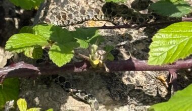 Eine Hufeisennatter beim Sonnenbaden...