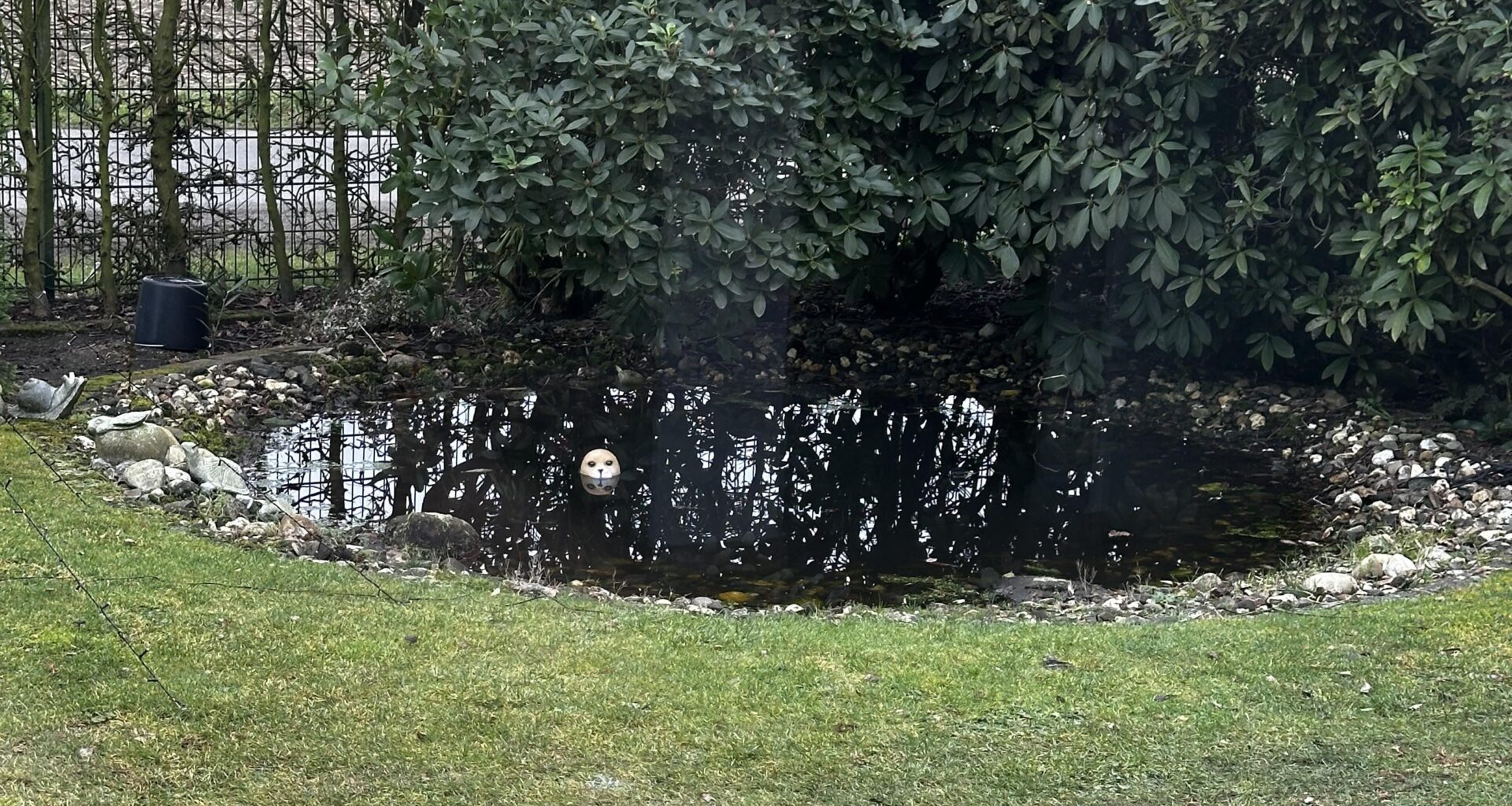 Neuling Gartenteich reinigen