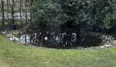 Neuling Gartenteich reinigen