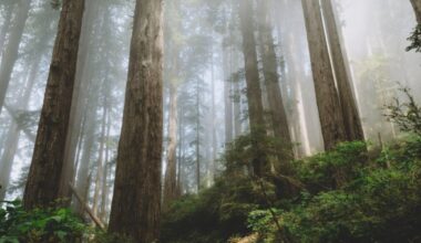 One Climate Solution Right in Front of Us: Trees