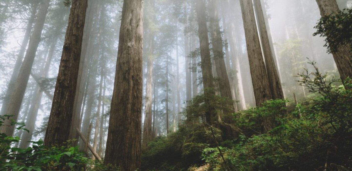 One Climate Solution Right in Front of Us: Trees