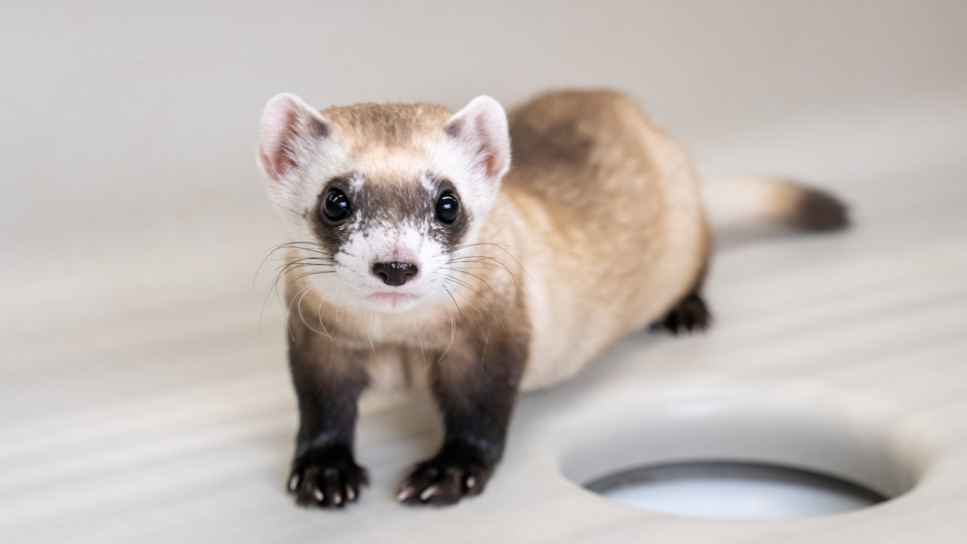 Wildlife, water safety at risk due to DOGE budget cuts : NPR