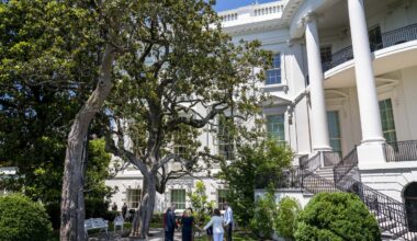 Historic tree to be cut down at the White House over safety concerns