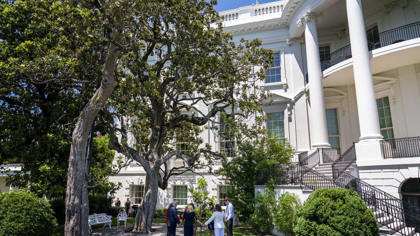 Historic tree to be cut down at the White House over safety concerns