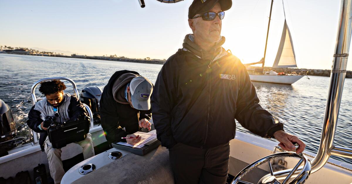 As baby great whites cruise SoCal shorelines, science finds little to fear
