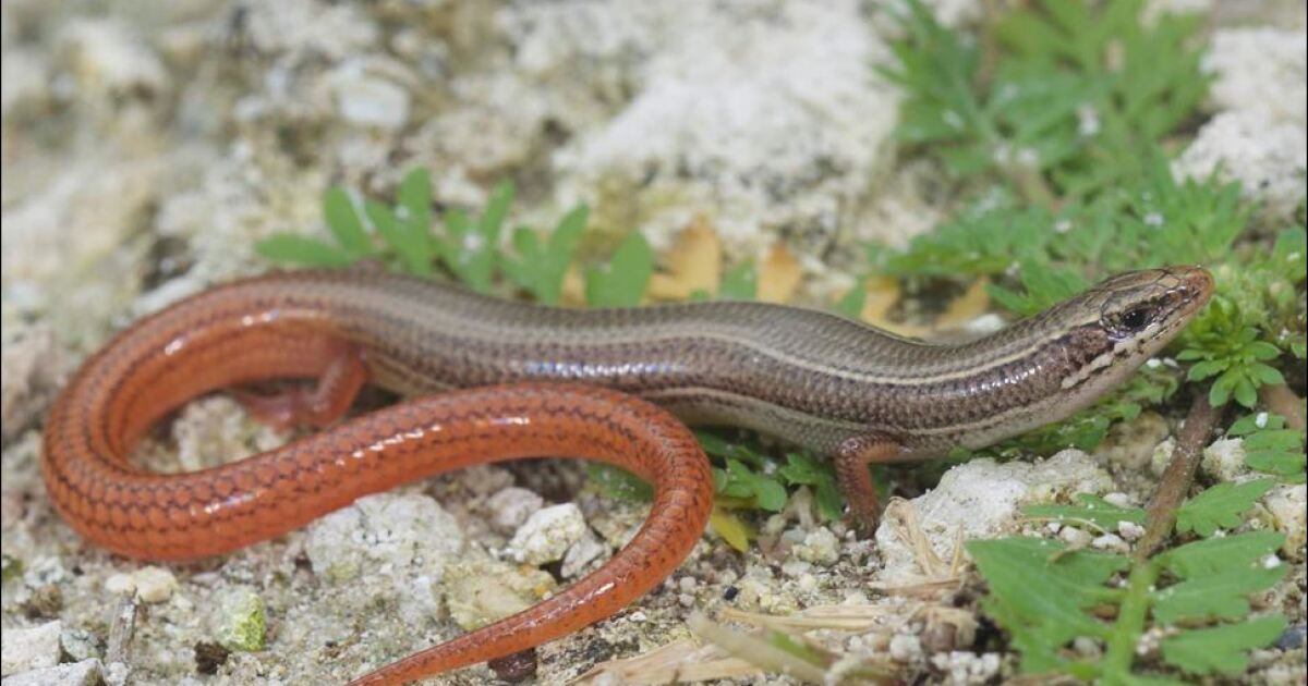 Florida environmental nonprofits sue Trump administration on behalf of at-risk species