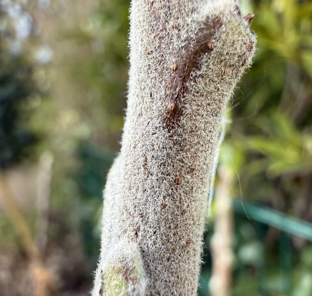 Apfelbaum Belag