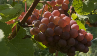Luxembourg wines surprising in 2024 despite record rainfall