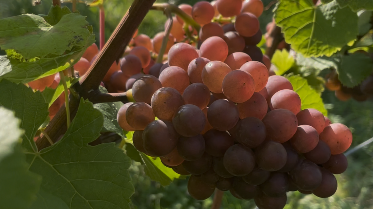 Luxembourg wines surprising in 2024 despite record rainfall