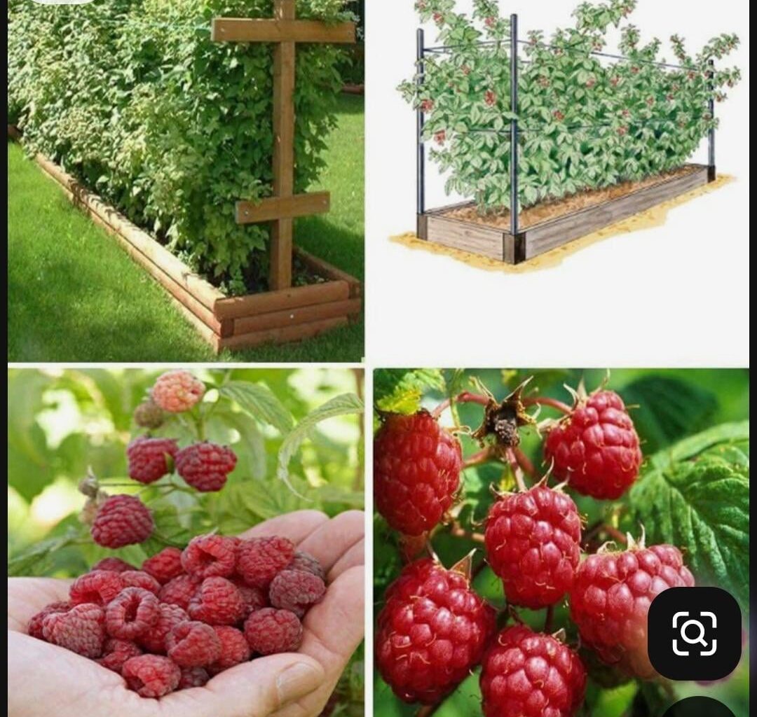 Realistische Eingrenzung von Himbeeren?