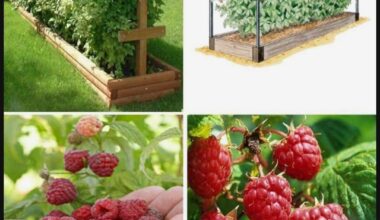 Realistische Eingrenzung von Himbeeren?
