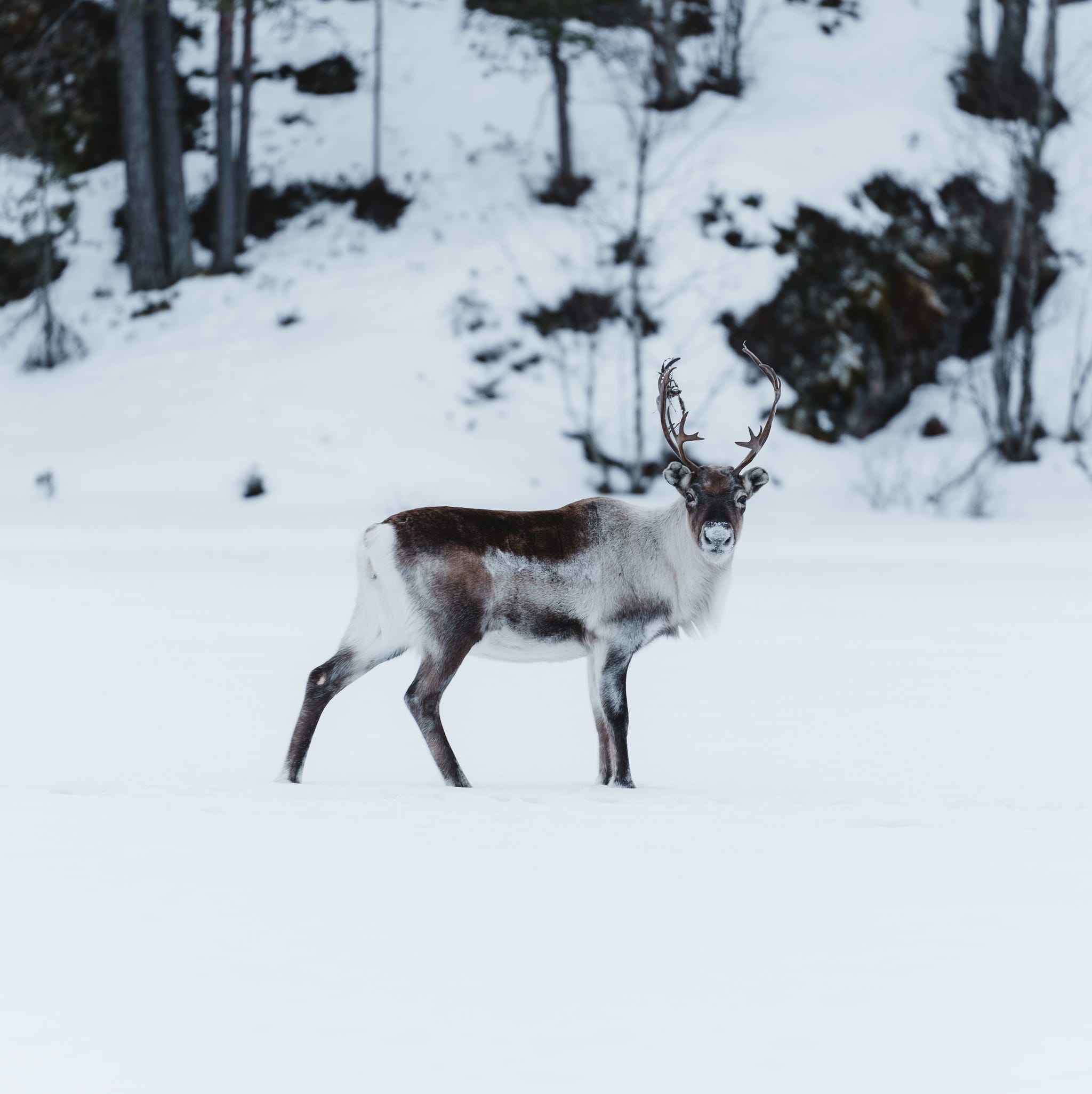 reindeer standing on snowcovered ground in a forested area
