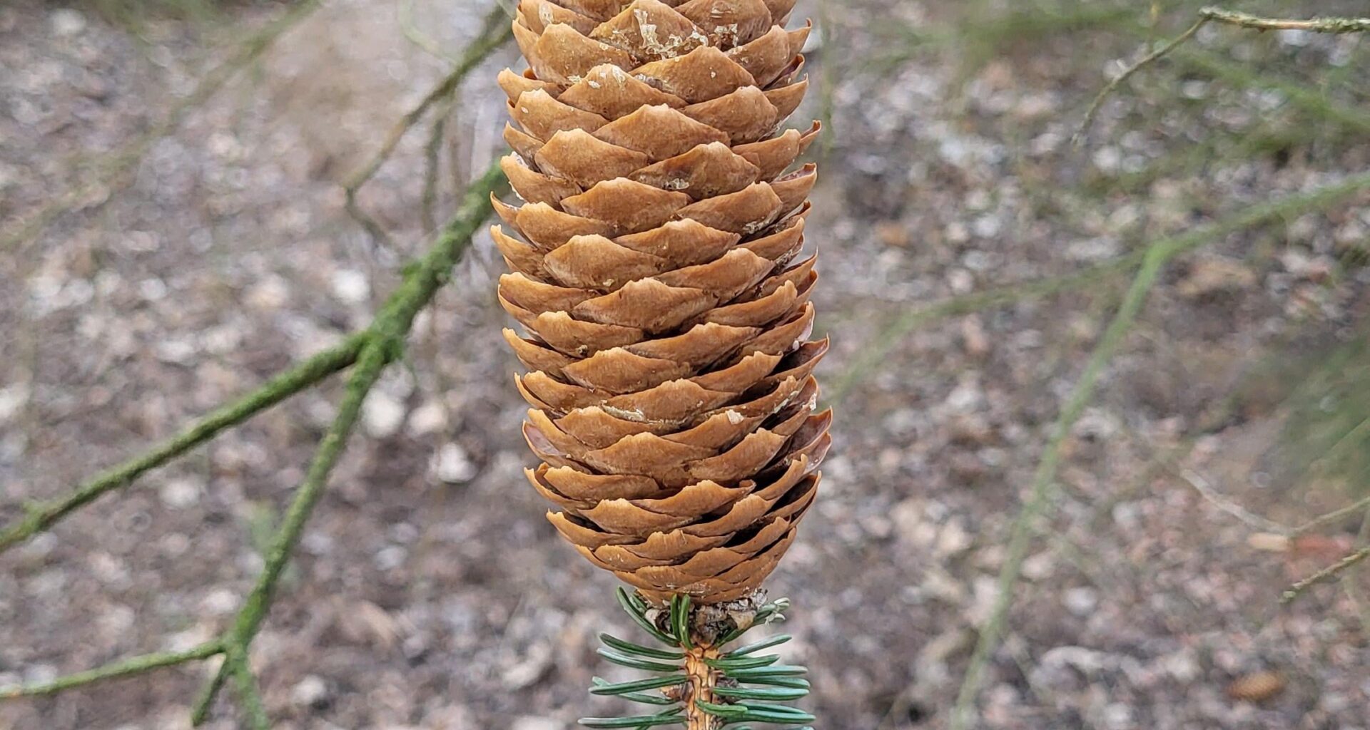 So gefunden 😮 Interessant gewachsen...