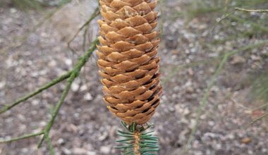So gefunden 😮 Interessant gewachsen...