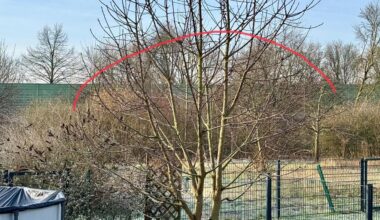 Wie Kirschbaum sftutzen?