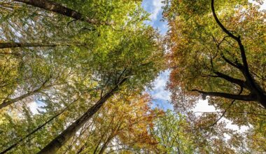 Deutschlands Wälder: Vom Klimahelfer zum neuen Problembereich