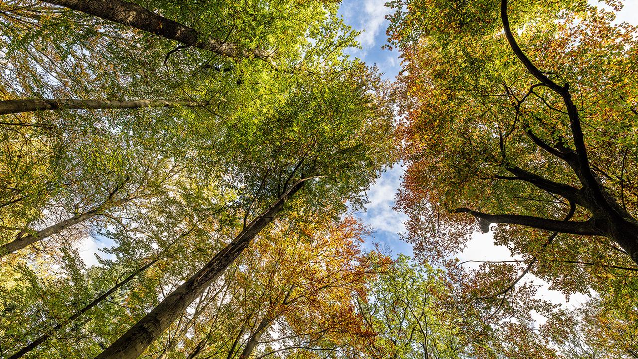 Deutschlands Wälder: Vom Klimahelfer zum neuen Problembereich