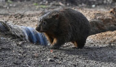 American who snatched a baby wombat from its mother leaves Australia