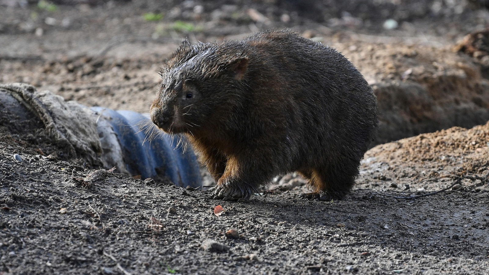 American who snatched a baby wombat from its mother leaves Australia