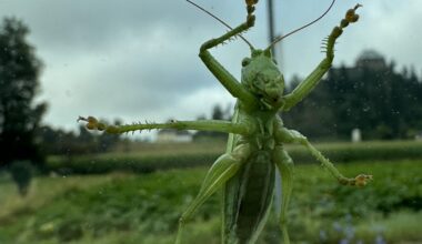 Hatte letztens einen Fahrgast 😅