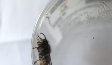 Ist das eine Wespenkönigin?