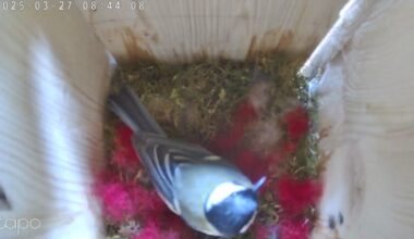 Unsere Meise dekoriert ihr Nest in Rot