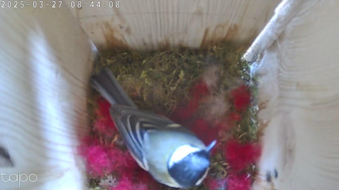 Unsere Meise dekoriert ihr Nest in Rot