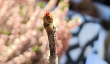 Roter Saft aus Apfelbaum Knospen