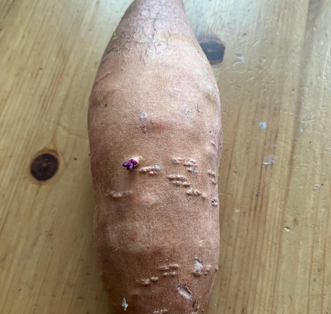 Was tun wenn die Süßkartoffel keimt?