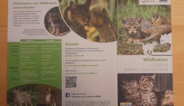 Zu dem Wildkatzenpost von heute morgen. Ich war mal so dreist und habe den Flyer vom BUND abgeknipst, ich hoffe es ist erkennbar.