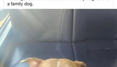 Lost dog covent garden yesterday please help find her