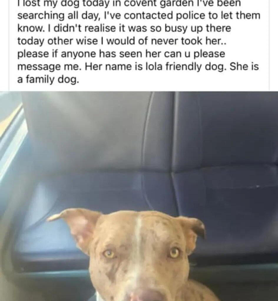 Lost dog covent garden yesterday please help find her