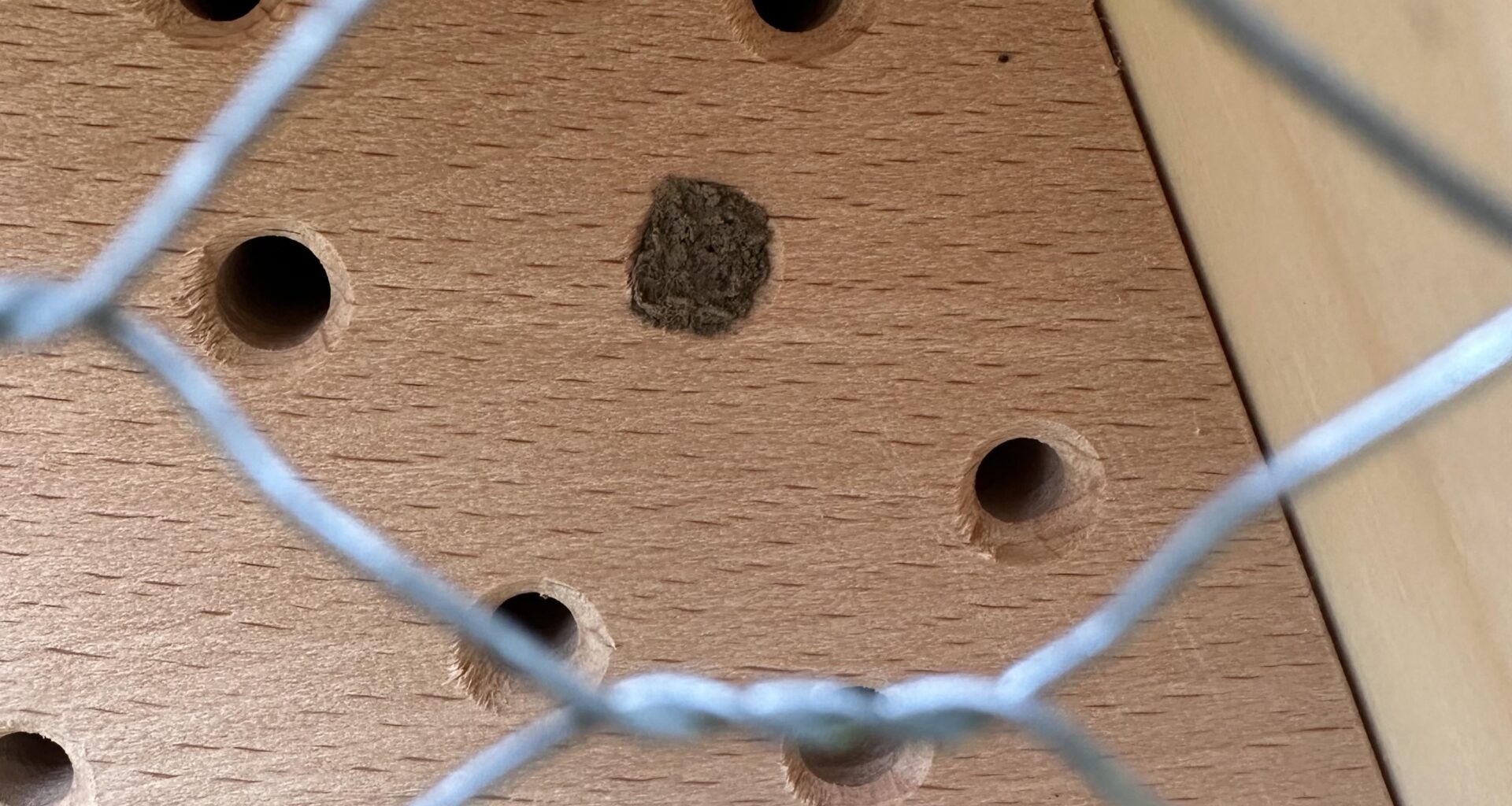 Wer ist in das Insektenhotel eingezogen?