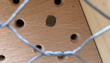 Wer ist in das Insektenhotel eingezogen?