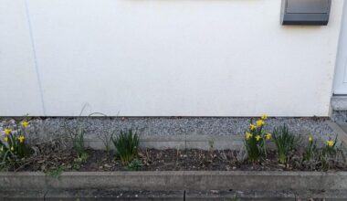 Mini-Beet vor Nordwand bepflanzen?