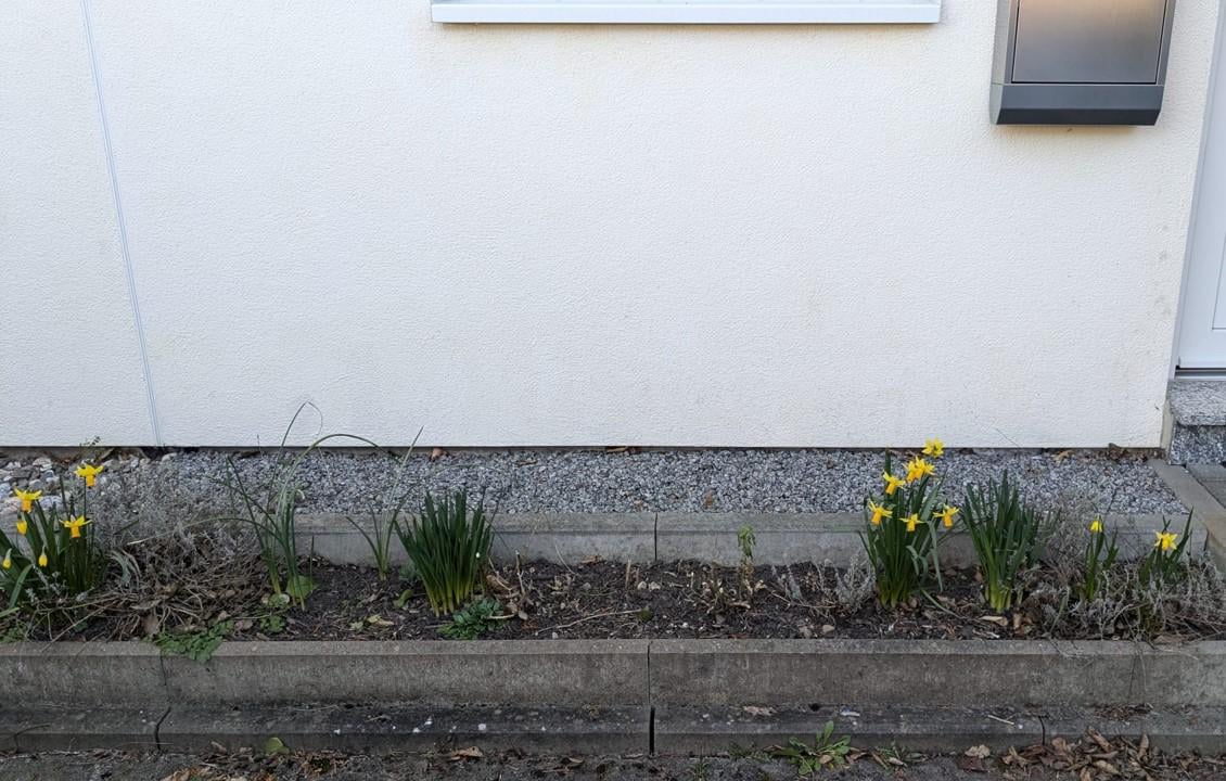 Mini-Beet vor Nordwand bepflanzen?
