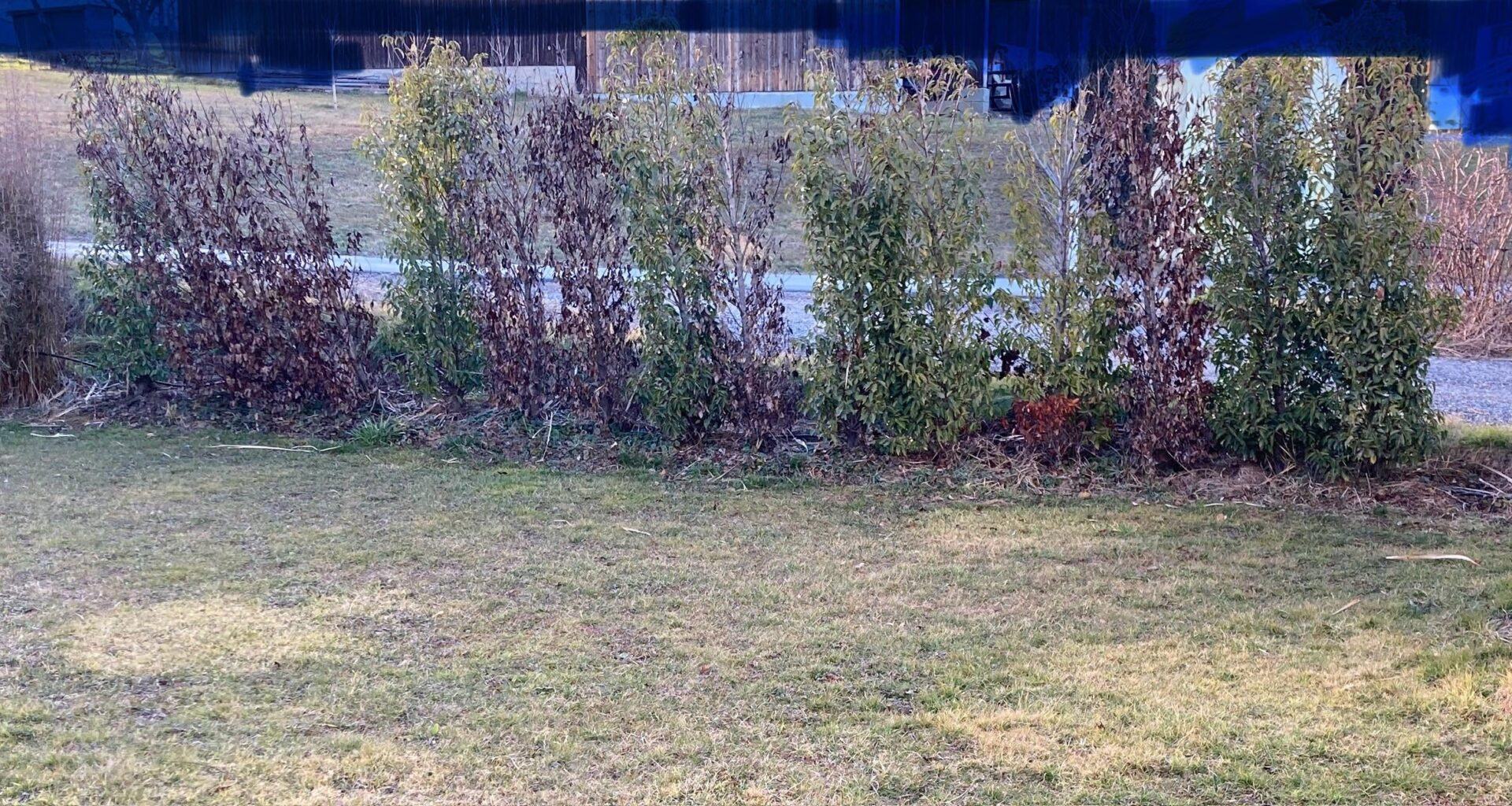 Heckenpflanzen ersetzen