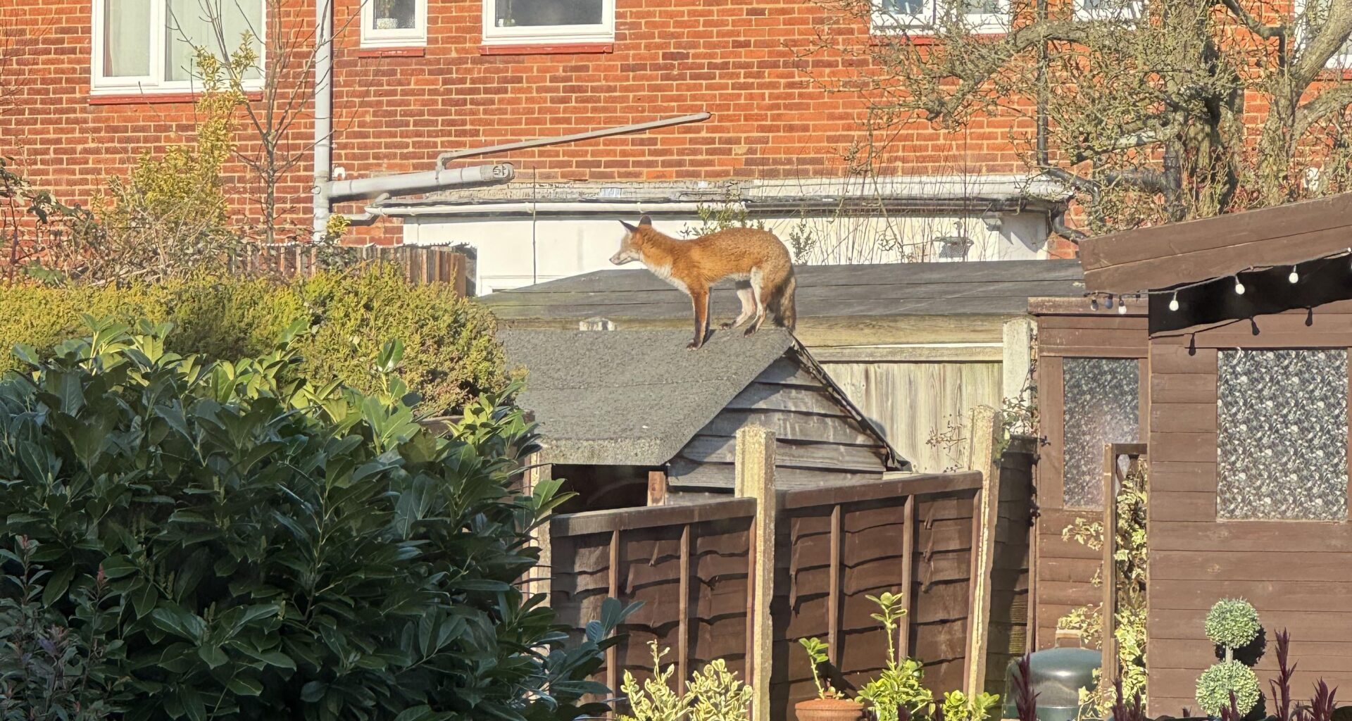 Good morning Mr Fox