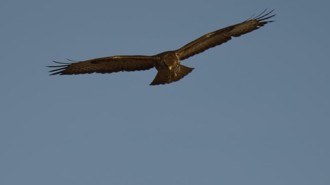 Der flog mir mitten in der Stadt quasi direkt vor die Nase und setzte sich direkt vor mir auf einen Ast in die Sonne. War eigentlich am Kanal Eisvögel suchen...