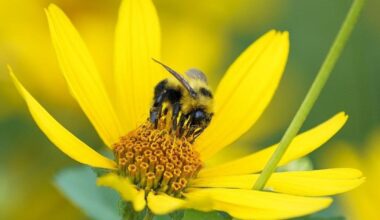 'Sobering statistic:' One-fifth of pollinators in North America at extinction risk