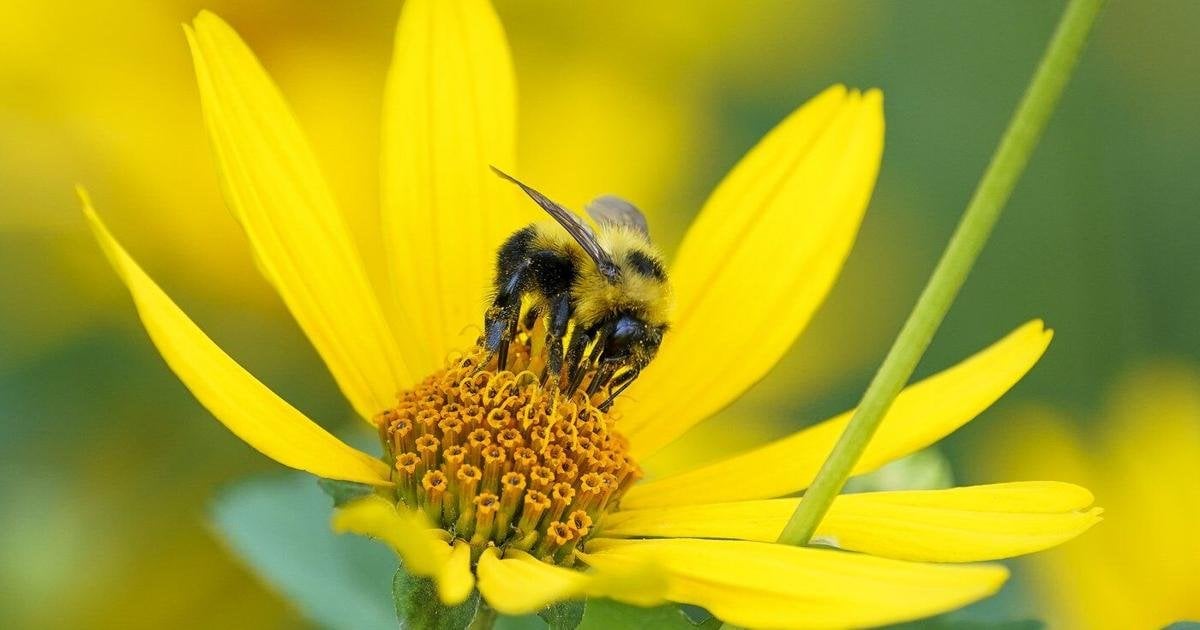 'Sobering statistic:' One-fifth of pollinators in North America at extinction risk