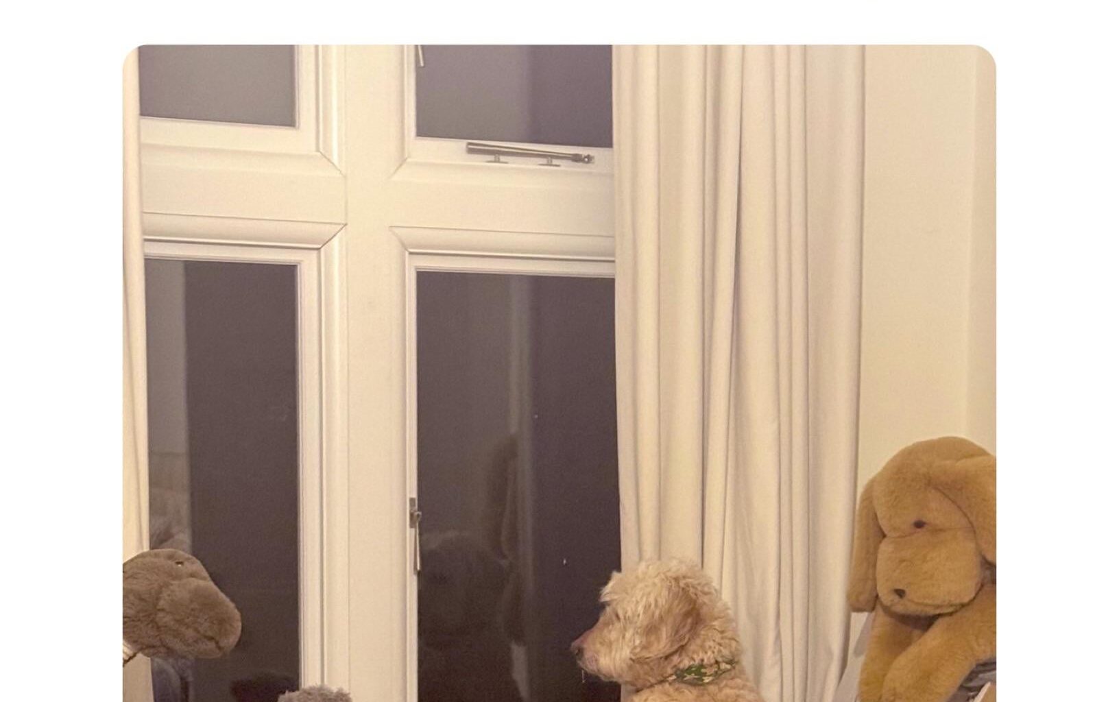 Bad doggo