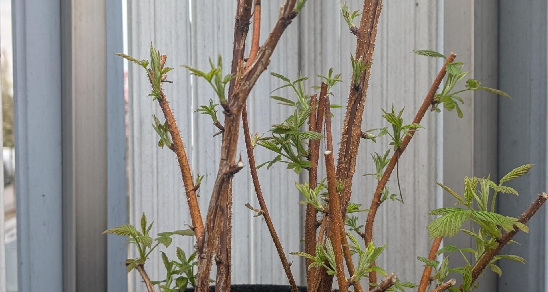 Himbeere Ertrag steigern