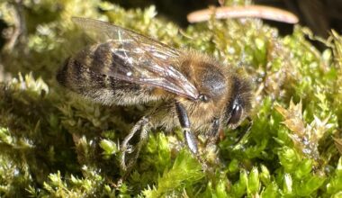 Die Bienen sind nun auch unterwegs