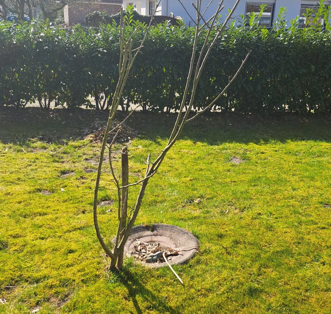 Apfelbaum vom Vorbesitzer